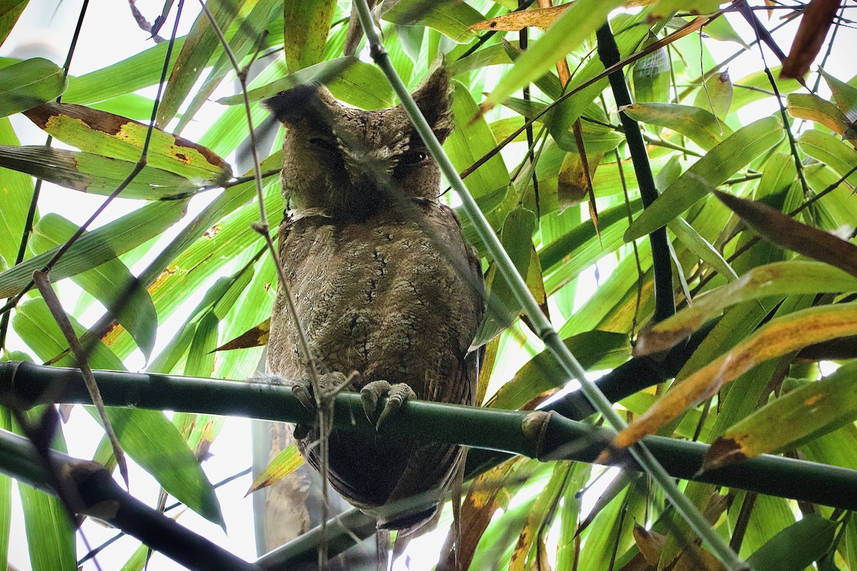 Philippine Scops-Owl - ML643862116