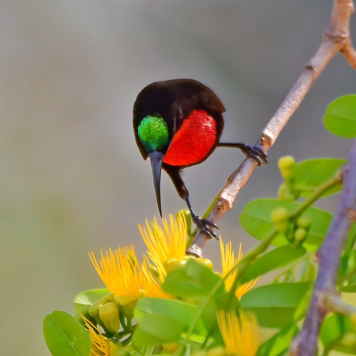 Scarlet-chested Sunbird - ML643862138