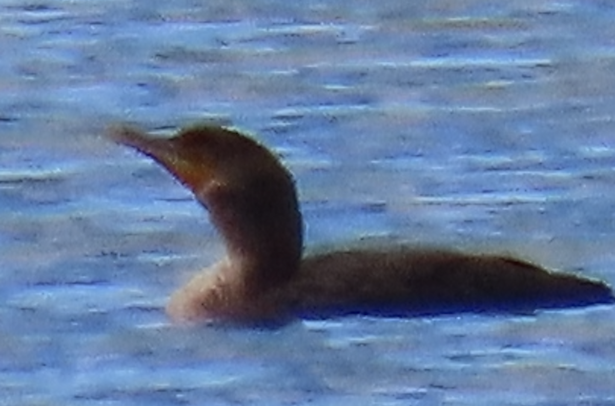 Cormoran vigua - ML643862139