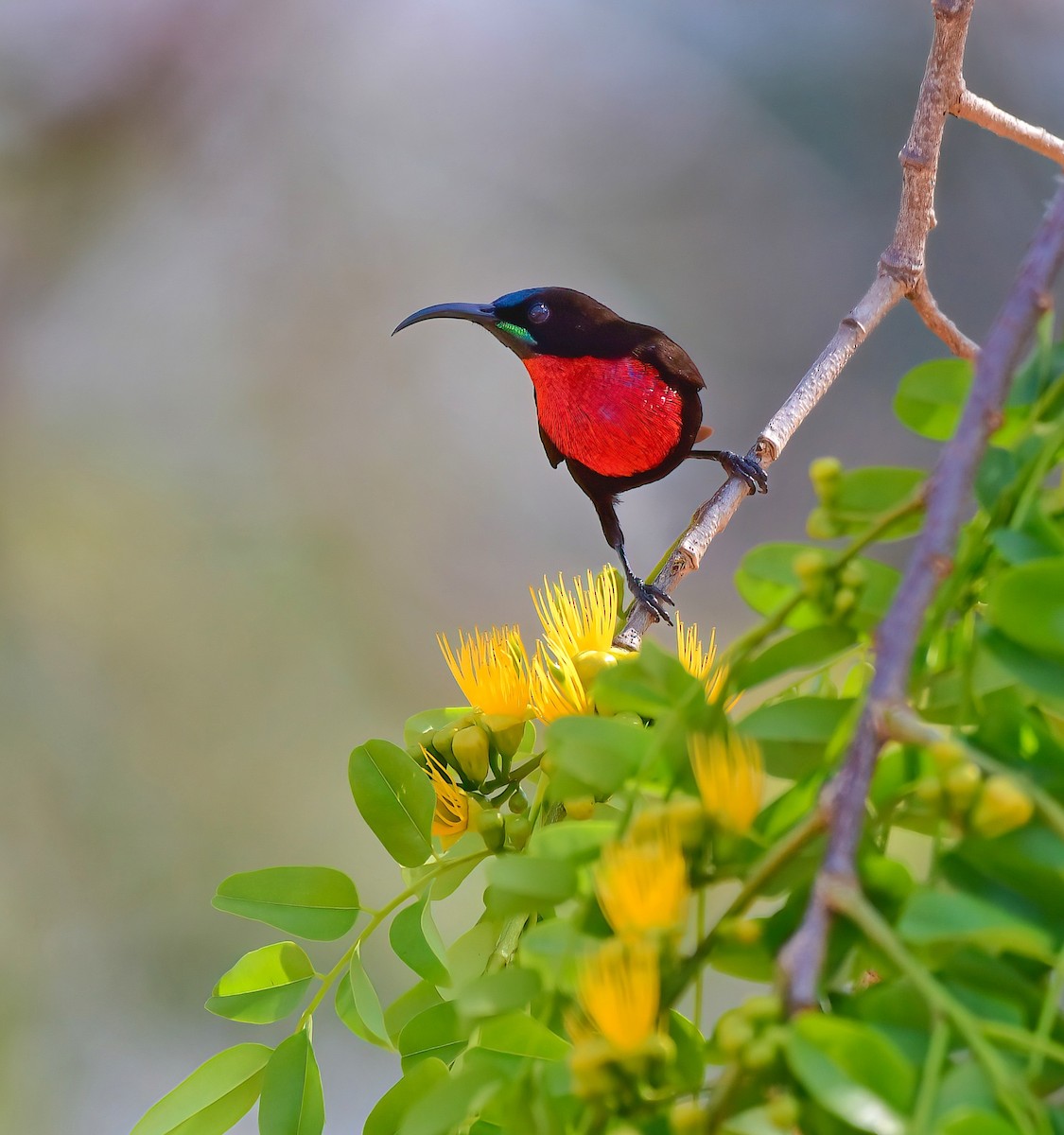 Scarlet-chested Sunbird - ML643862146