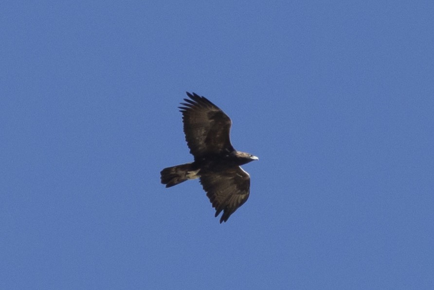 Steinadler - ML643862154