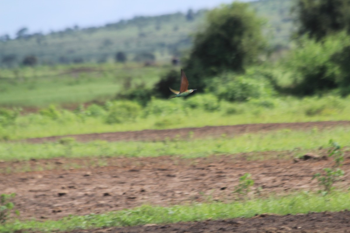 Blue-cheeked Bee-eater - ML643862155
