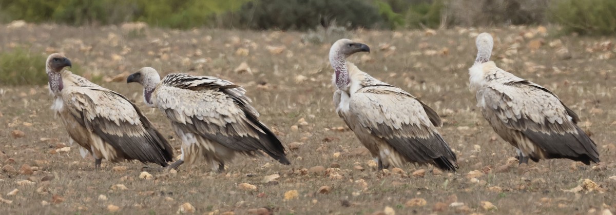 Kapgeier - ML643862160