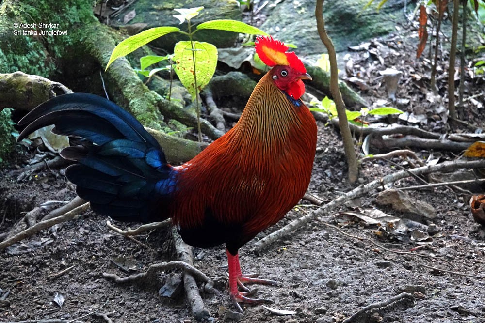 Sri Lanka Junglefowl - ML643862165