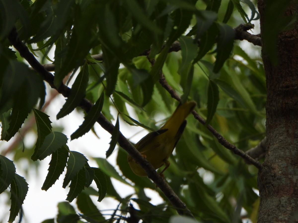 Prothonotary Warbler - ML643862182