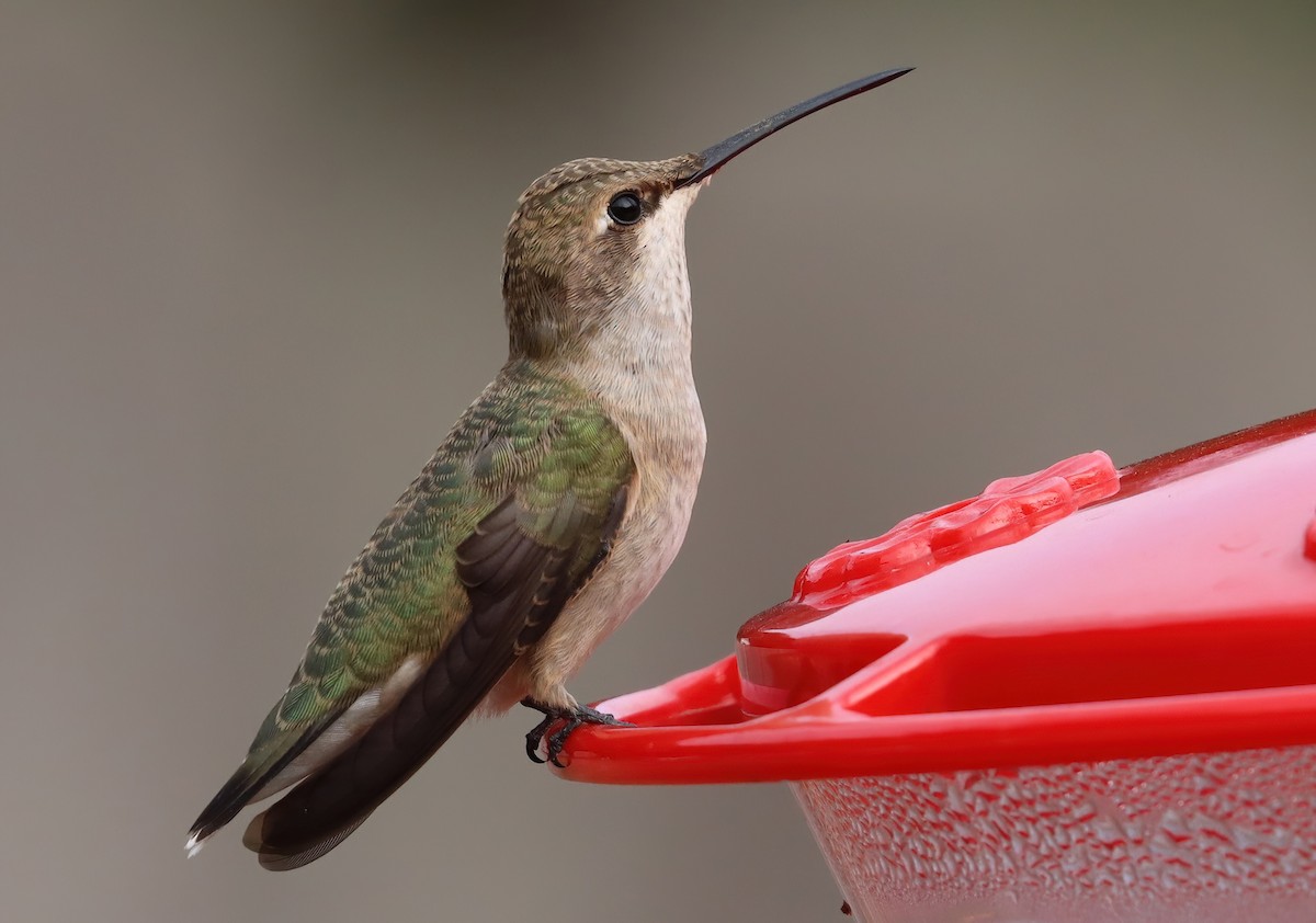 Black-chinned Hummingbird - ML643862184
