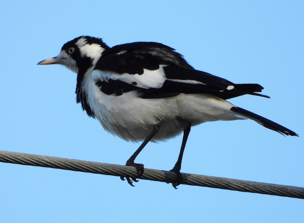 Magpie-lark - ML643862185