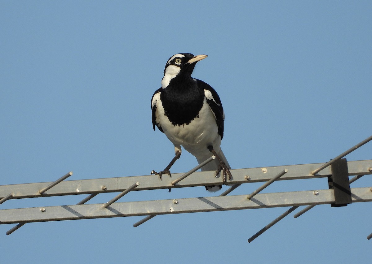 Magpie-lark - ML643862196
