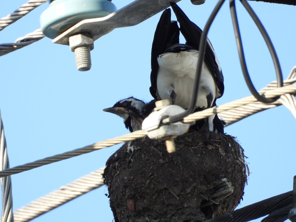 Magpie-lark - ML643862198