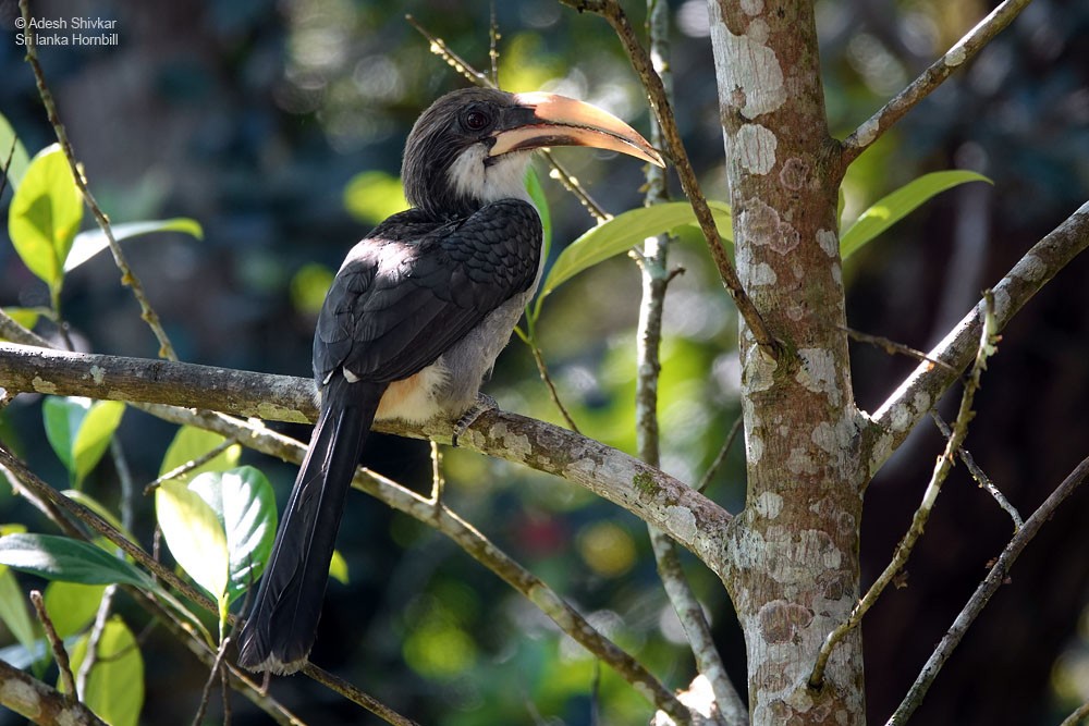 Sri Lanka Gray Hornbill - ML643862199