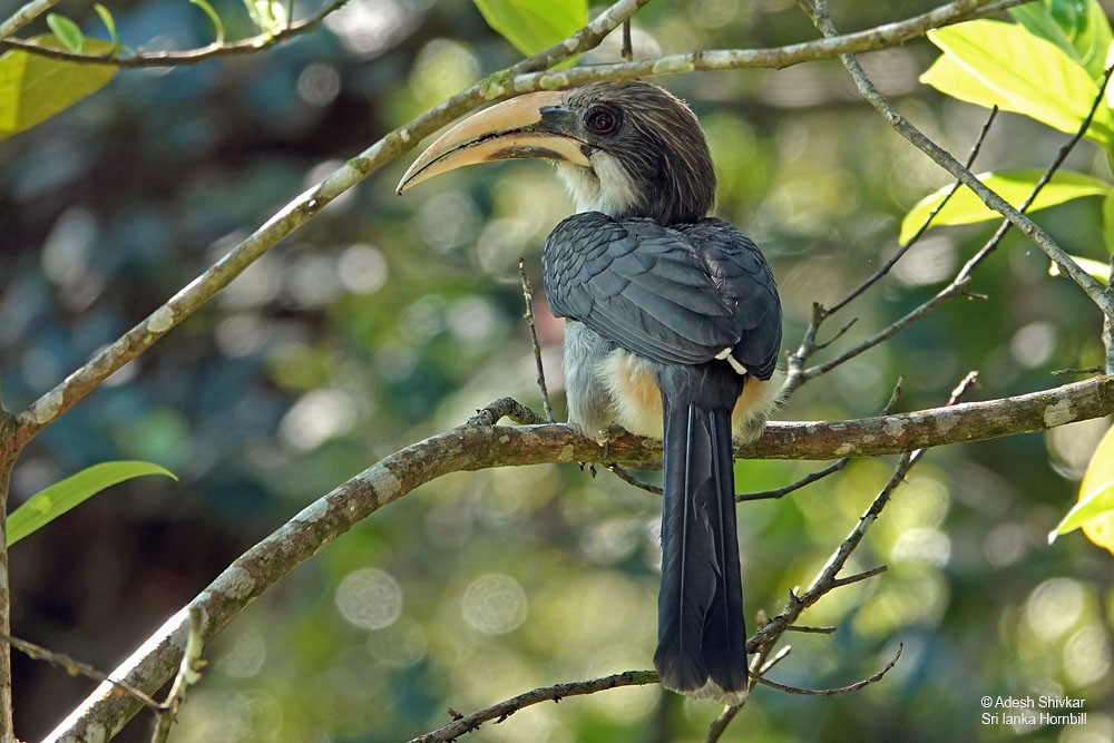Sri Lanka Gray Hornbill - ML643862200