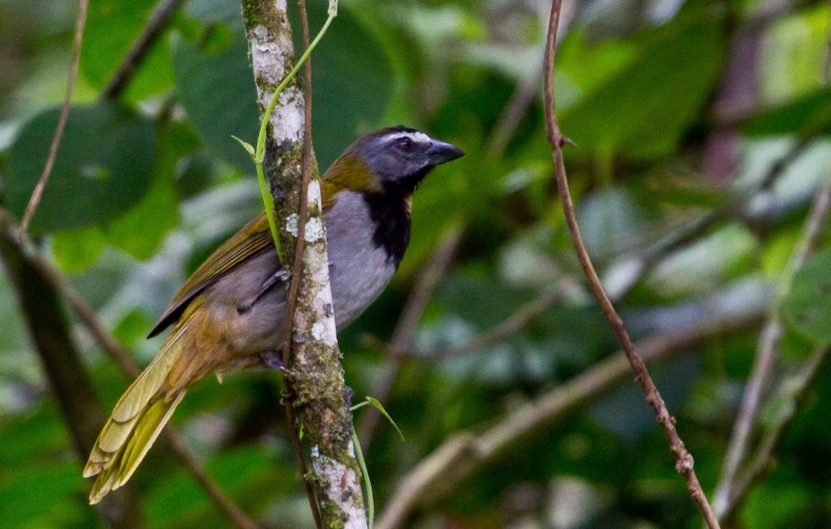 brunstrupesaltator - ML643862203