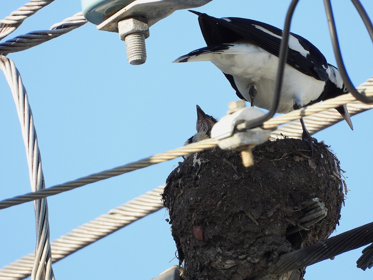 Magpie-lark - ML643862204