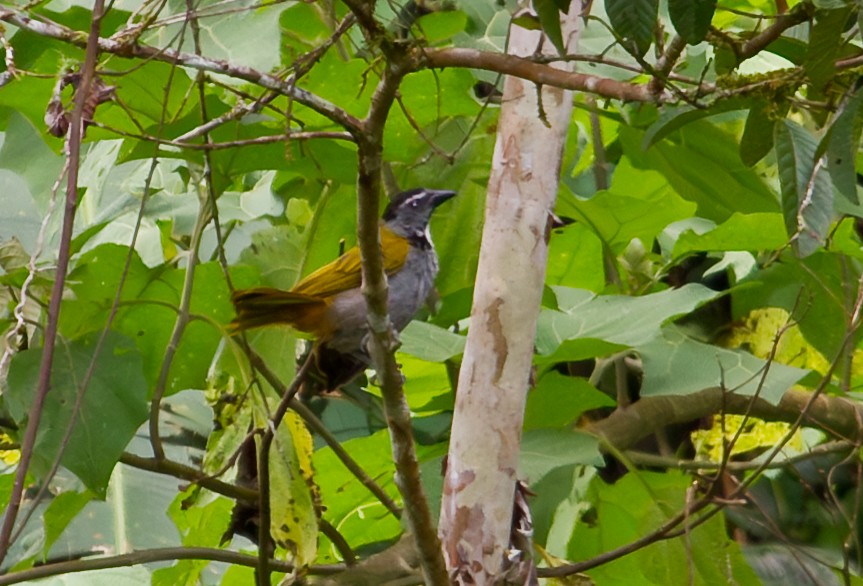 storsaltator - ML643862205