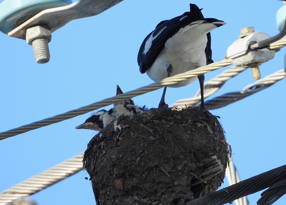 Magpie-lark - ML643862207