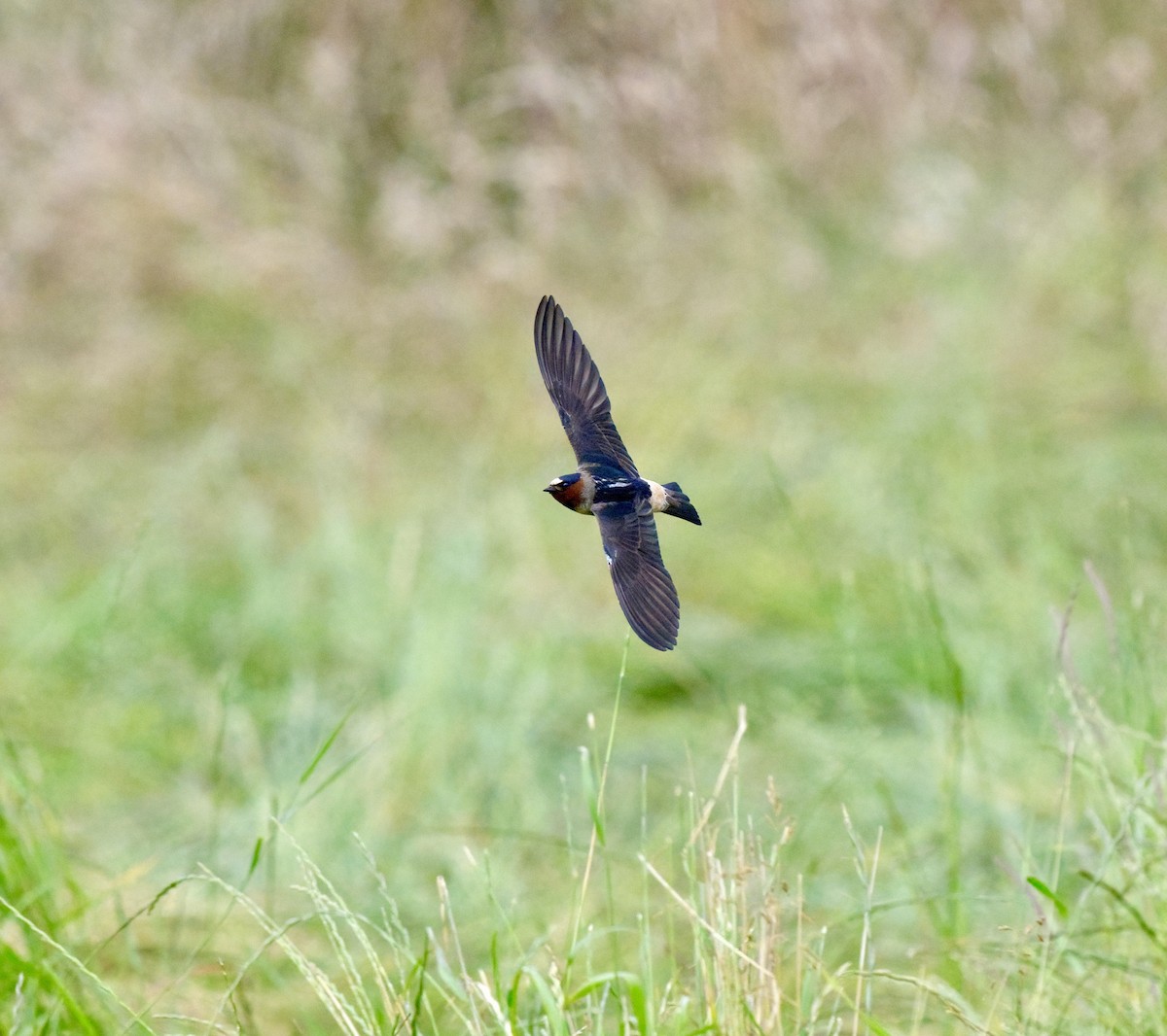 Cliff Swallow - ML643862209