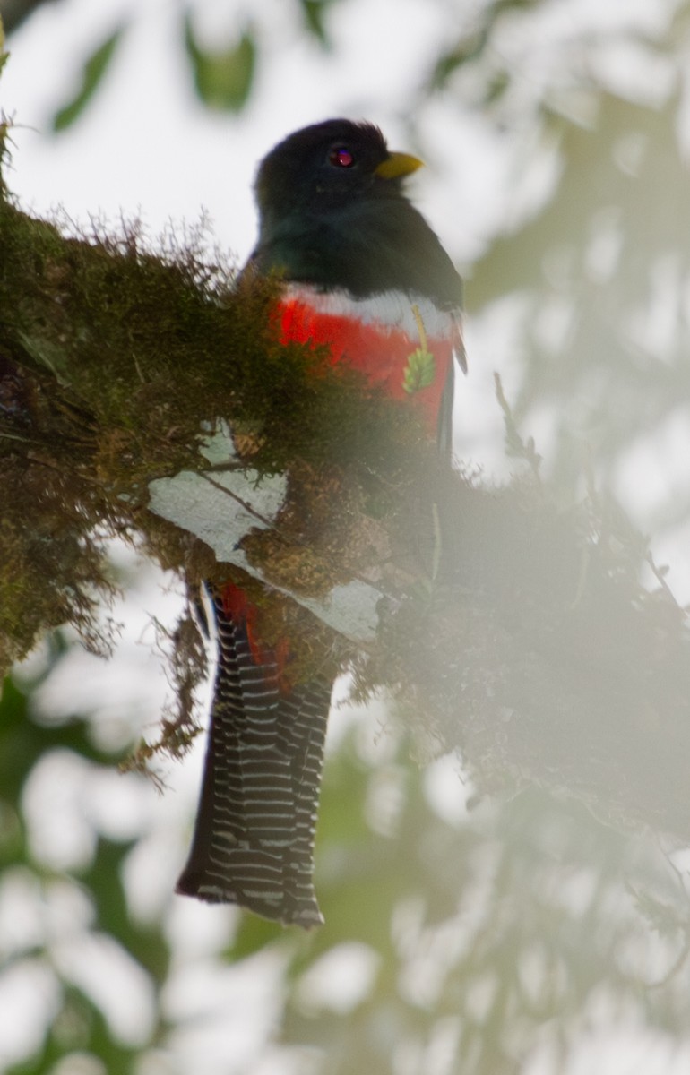 båndtrogon - ML643862214