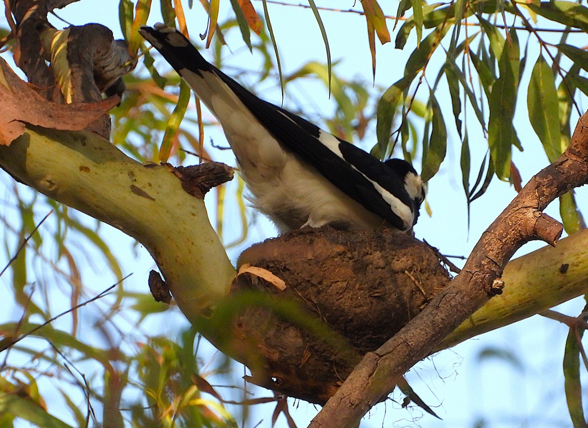 Magpie-lark - ML643862216
