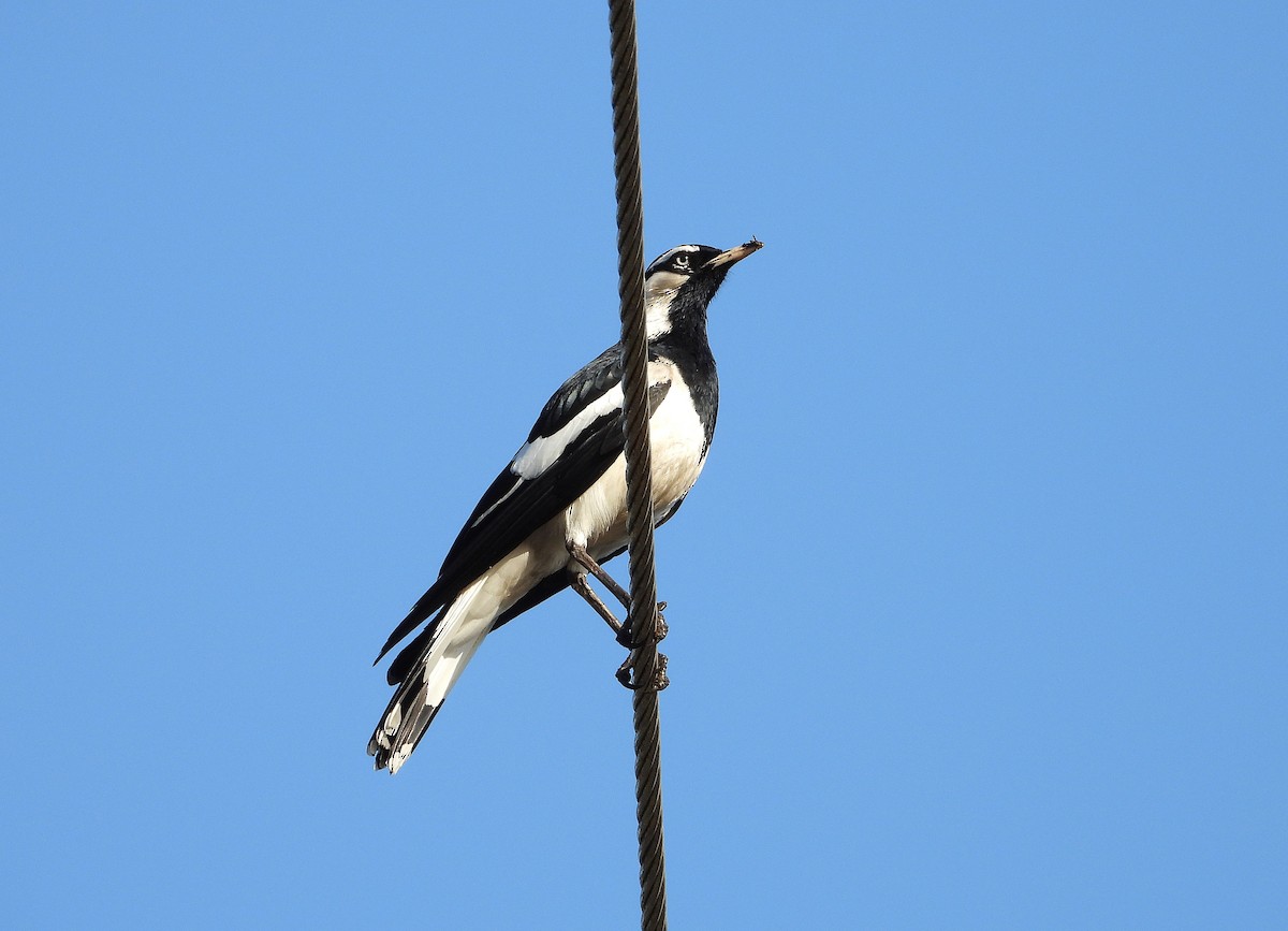 Magpie-lark - ML643862217