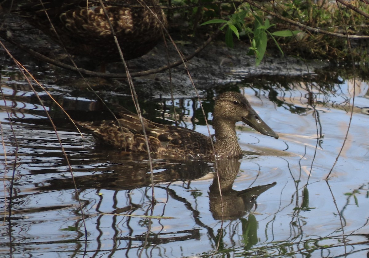 Australasian Shoveler - ML643862218