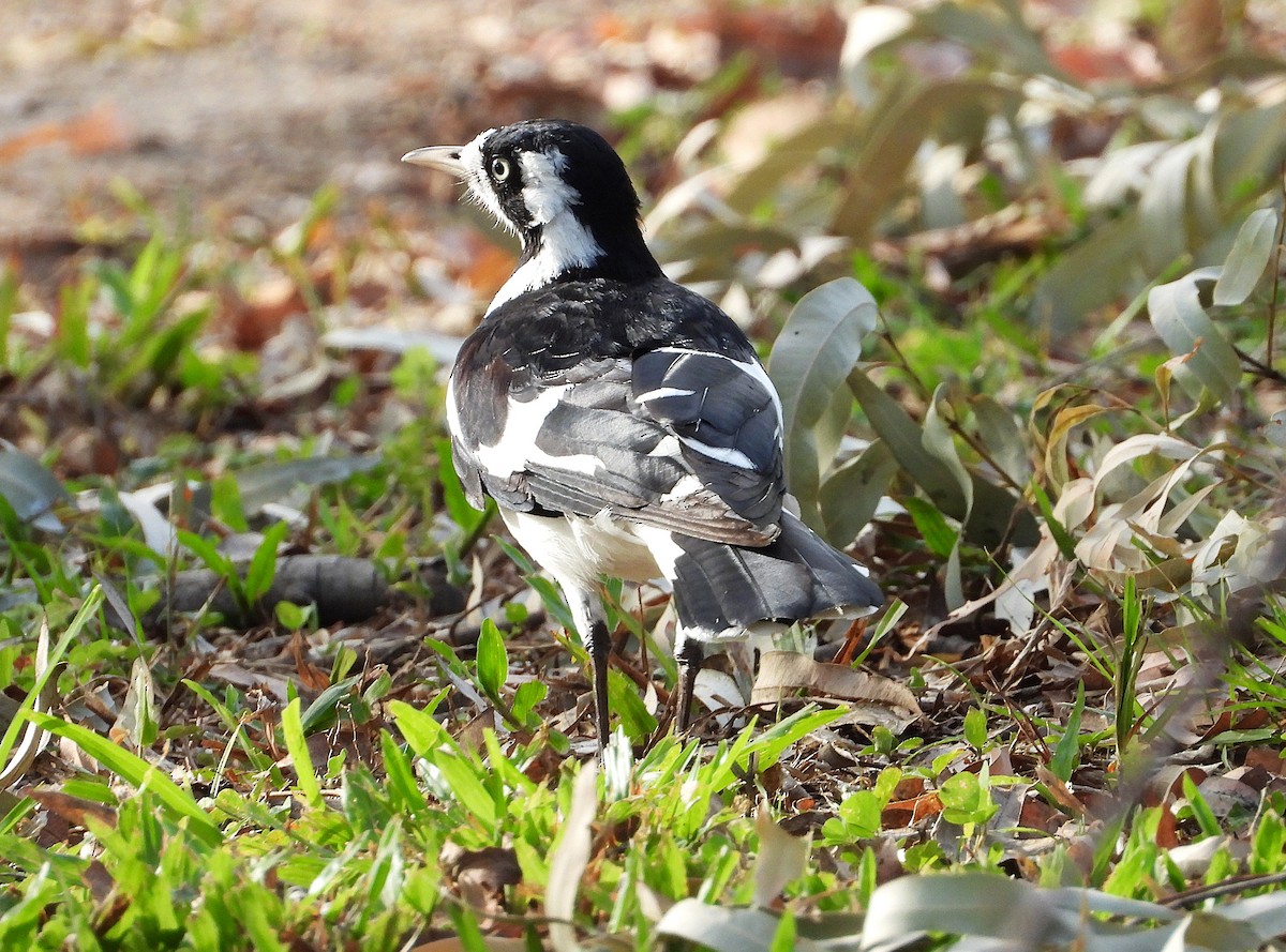 Magpie-lark - ML643862220