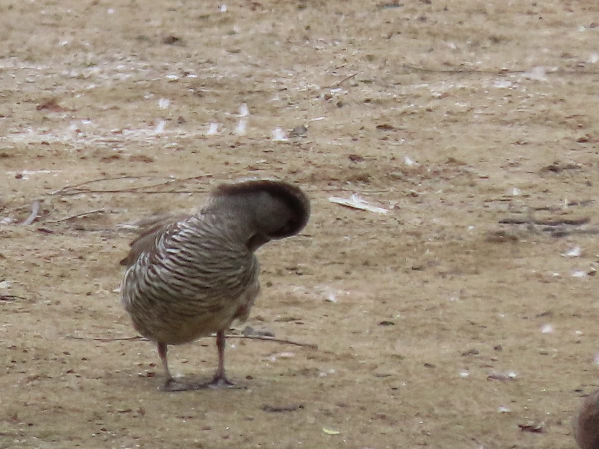 leppeand - ML643862221