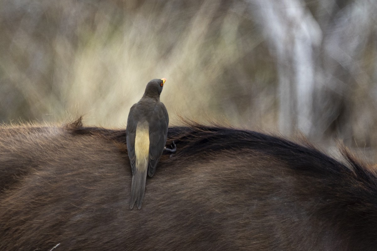 Yellow-billed Oxpecker - ML643862225