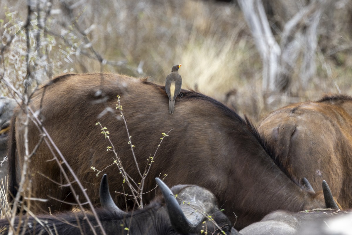 Yellow-billed Oxpecker - ML643862226