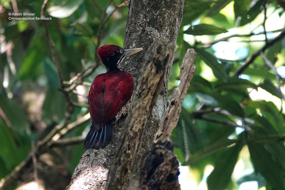 Crimson-backed Flameback - ML643862237