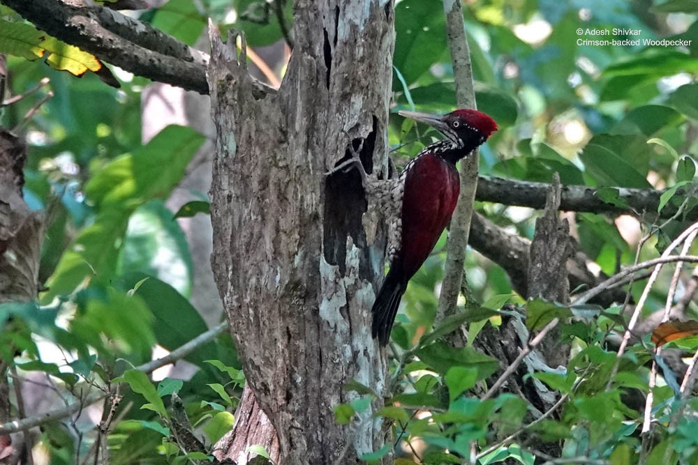 Crimson-backed Flameback - ML643862238
