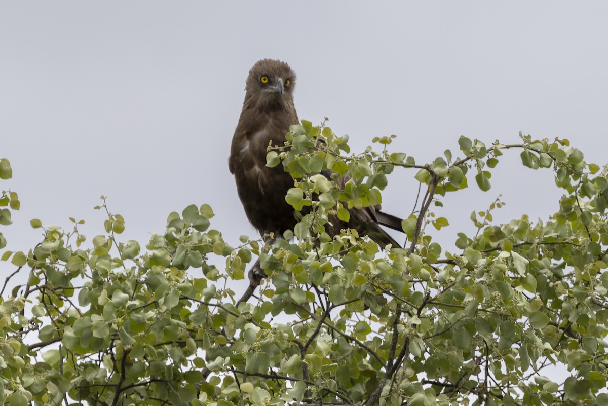 Brown Snake-Eagle - ML643862239