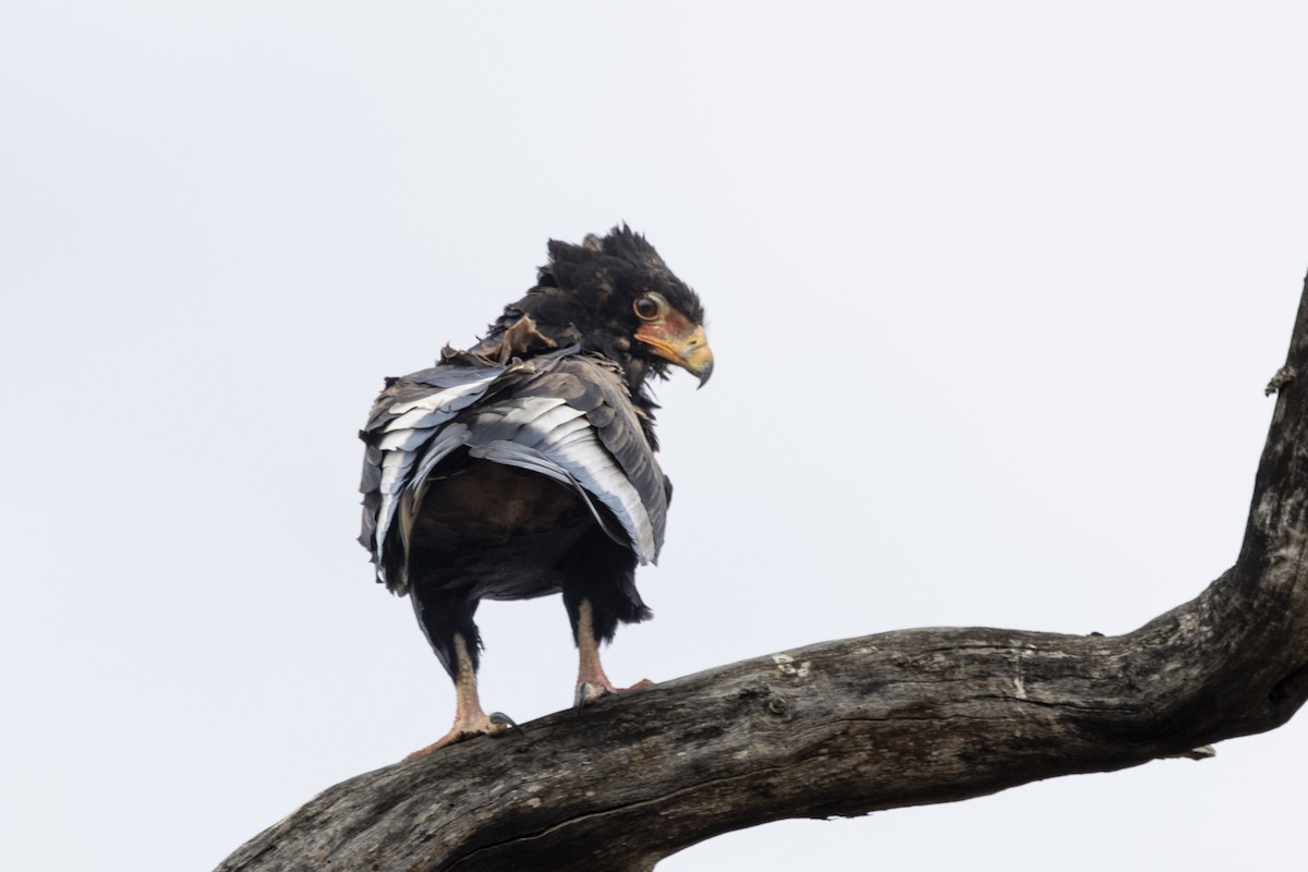 Bateleur - ML643862247