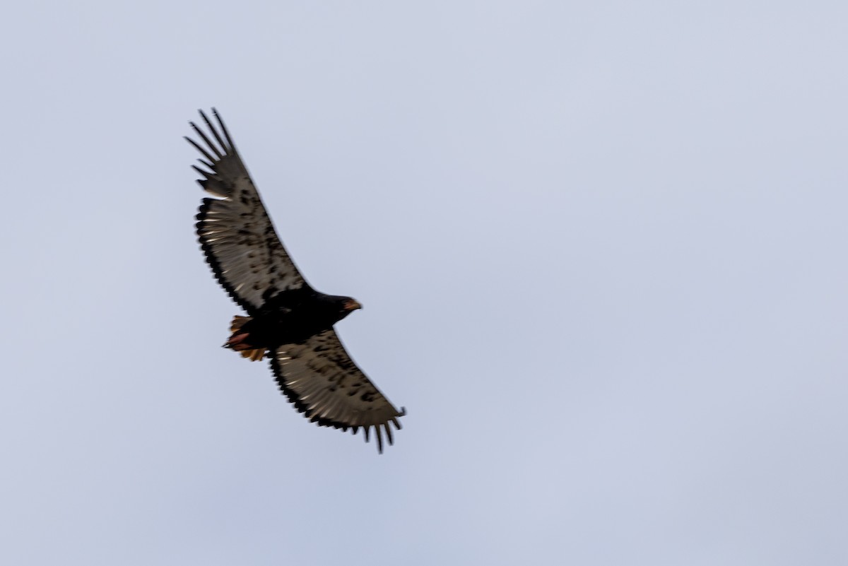 Bateleur - ML643862248