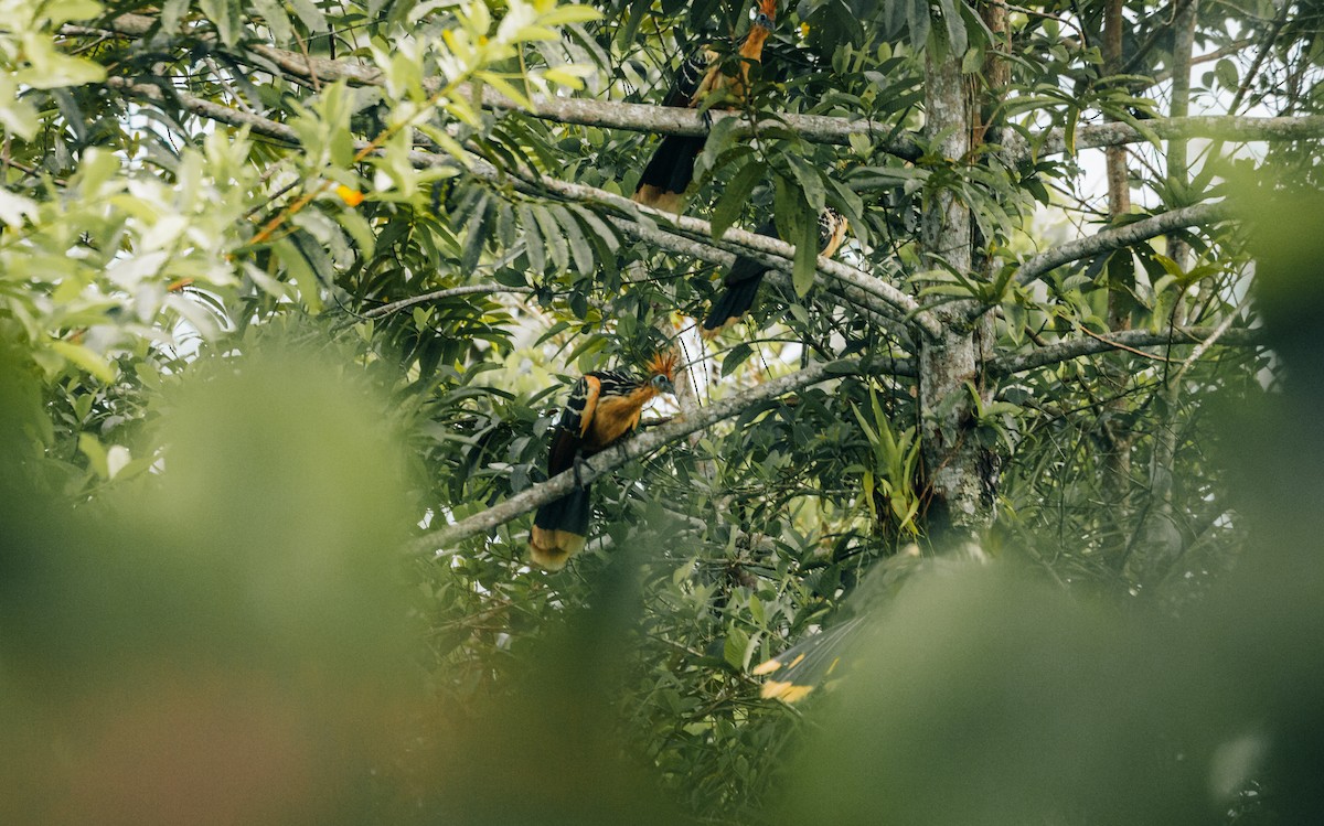 Hoatzin - ML643862255