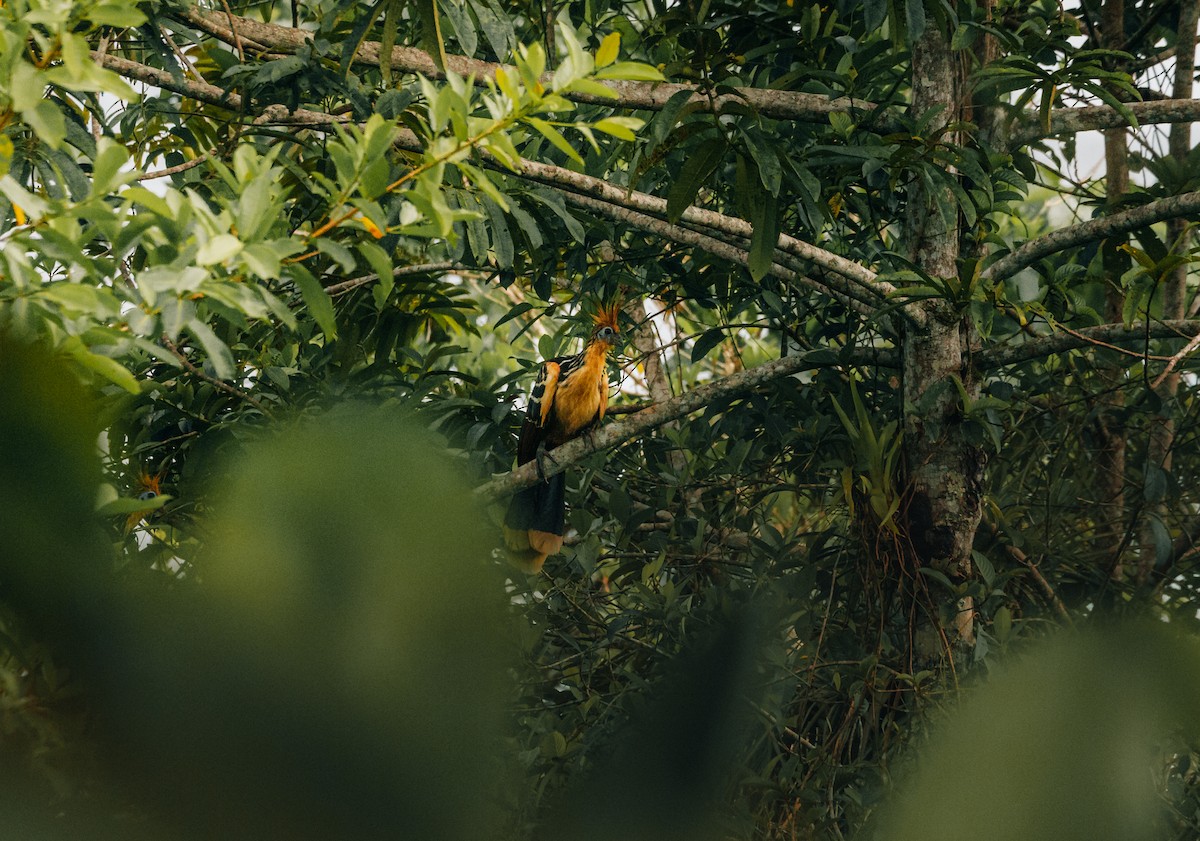 Hoatzin - ML643862256