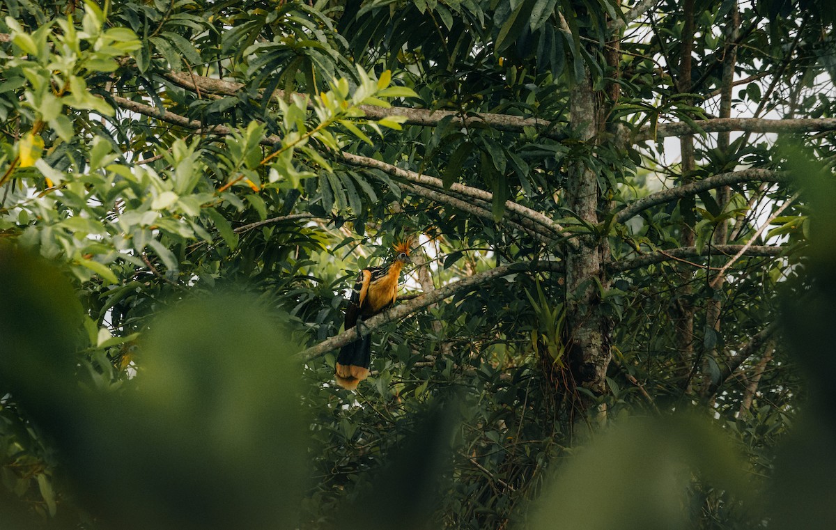 Hoatzin - ML643862257
