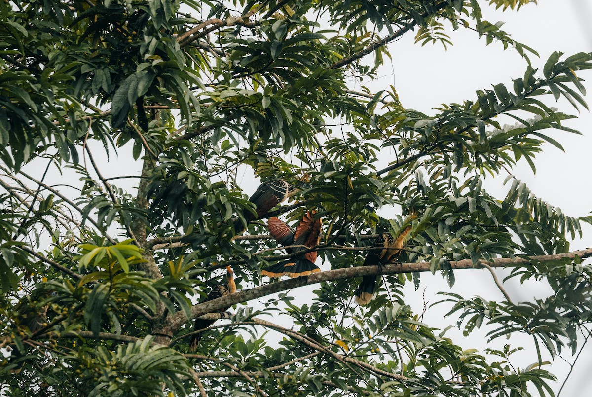 Hoatzin - ML643862258