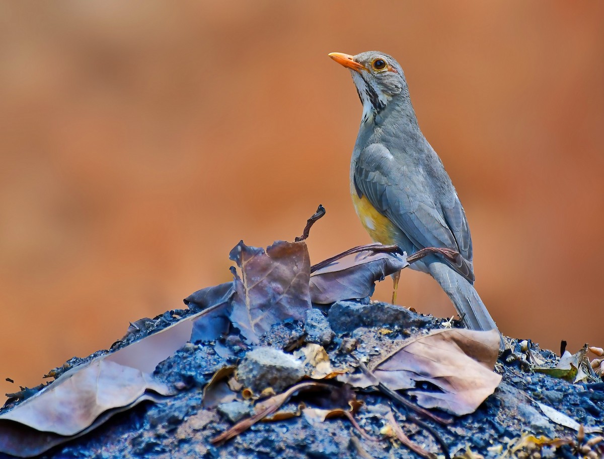 Kurrichane Thrush - ML643862280
