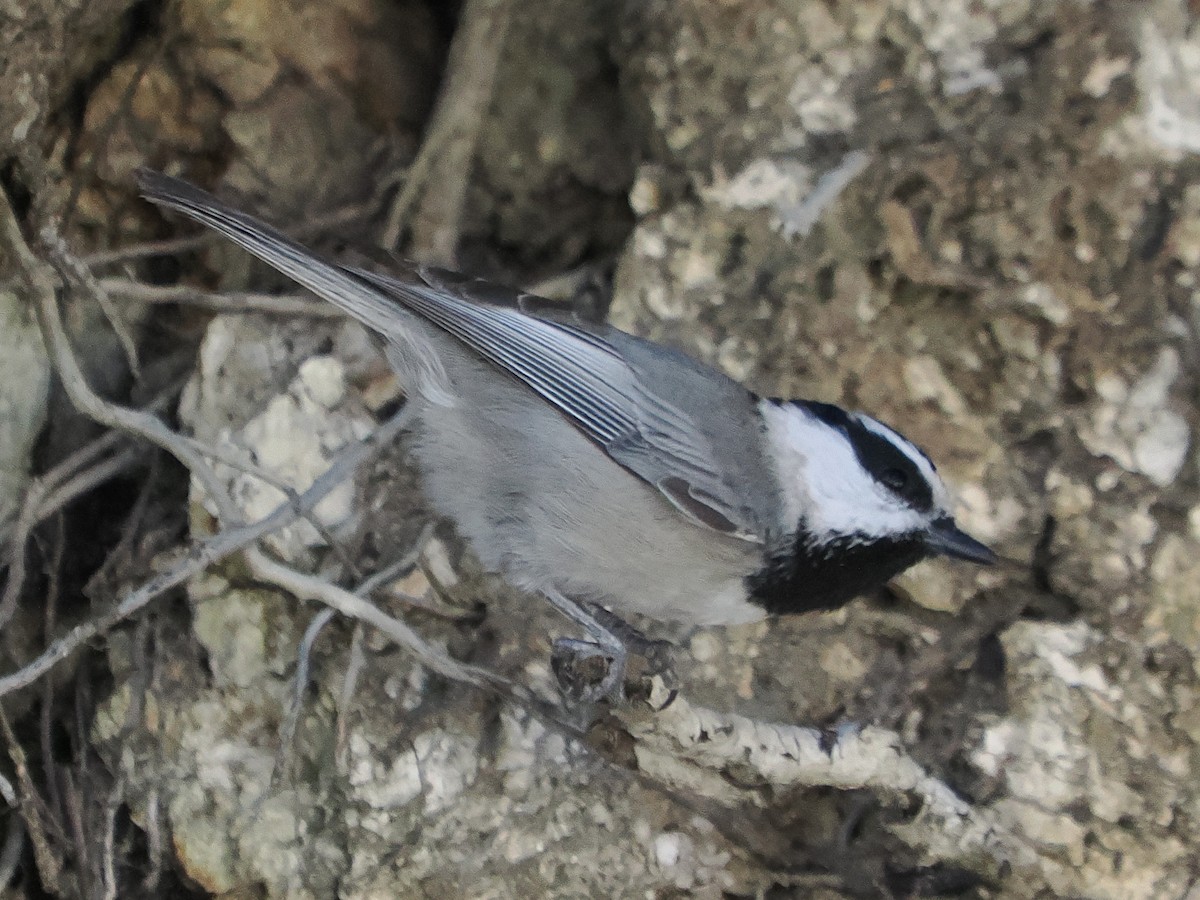 Mountain Chickadee - ML643862283