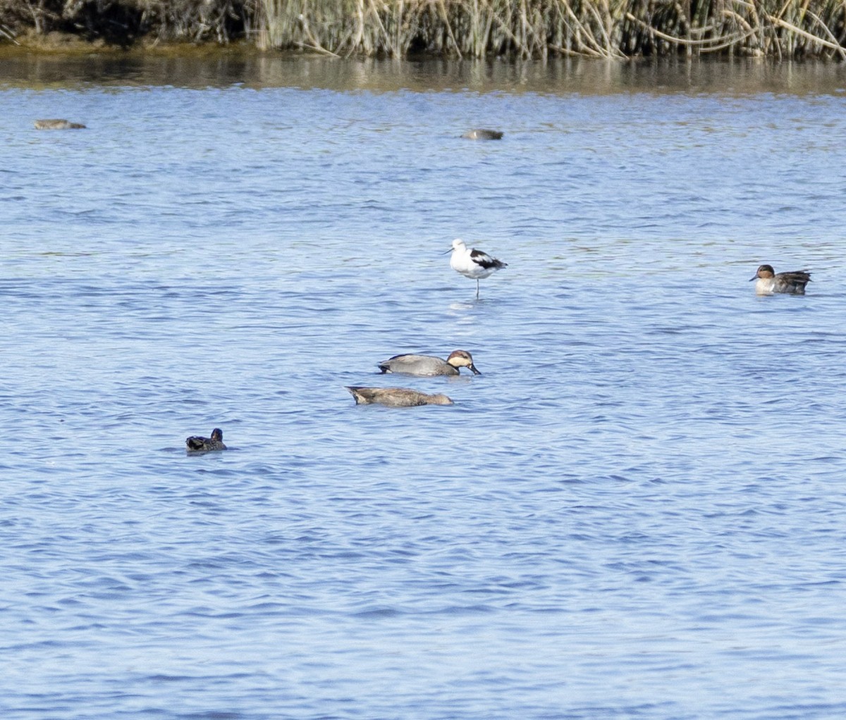 Gadwall x Mallard (hybrid) - ML643862291