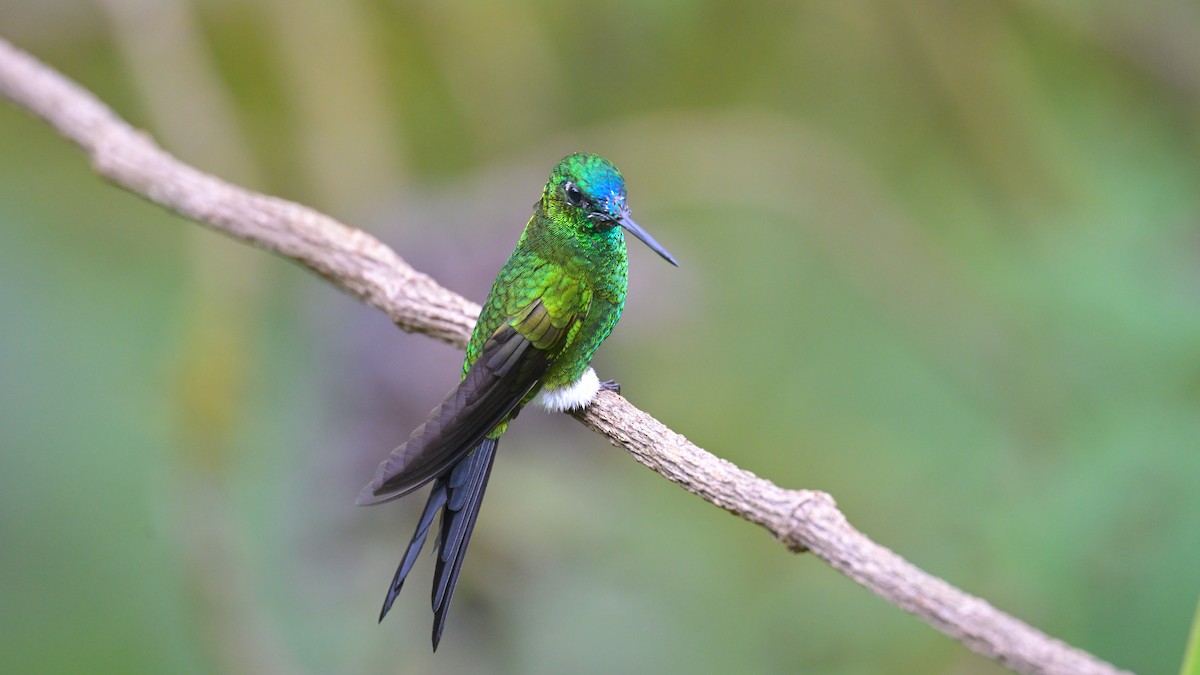 Sapphire-vented Puffleg - ML643862293
