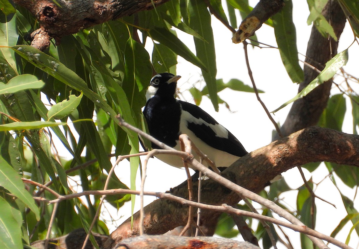 Magpie-lark - ML643862295