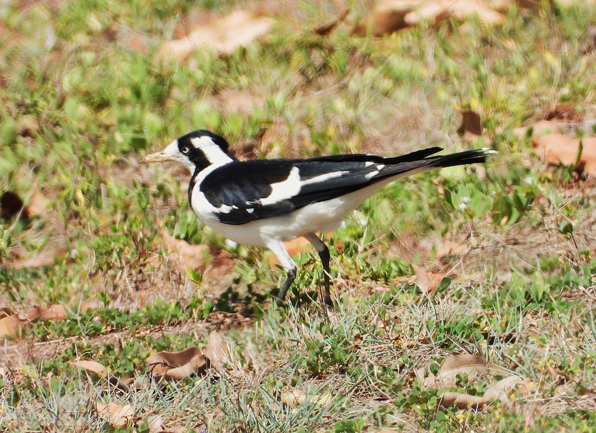 Magpie-lark - ML643862301