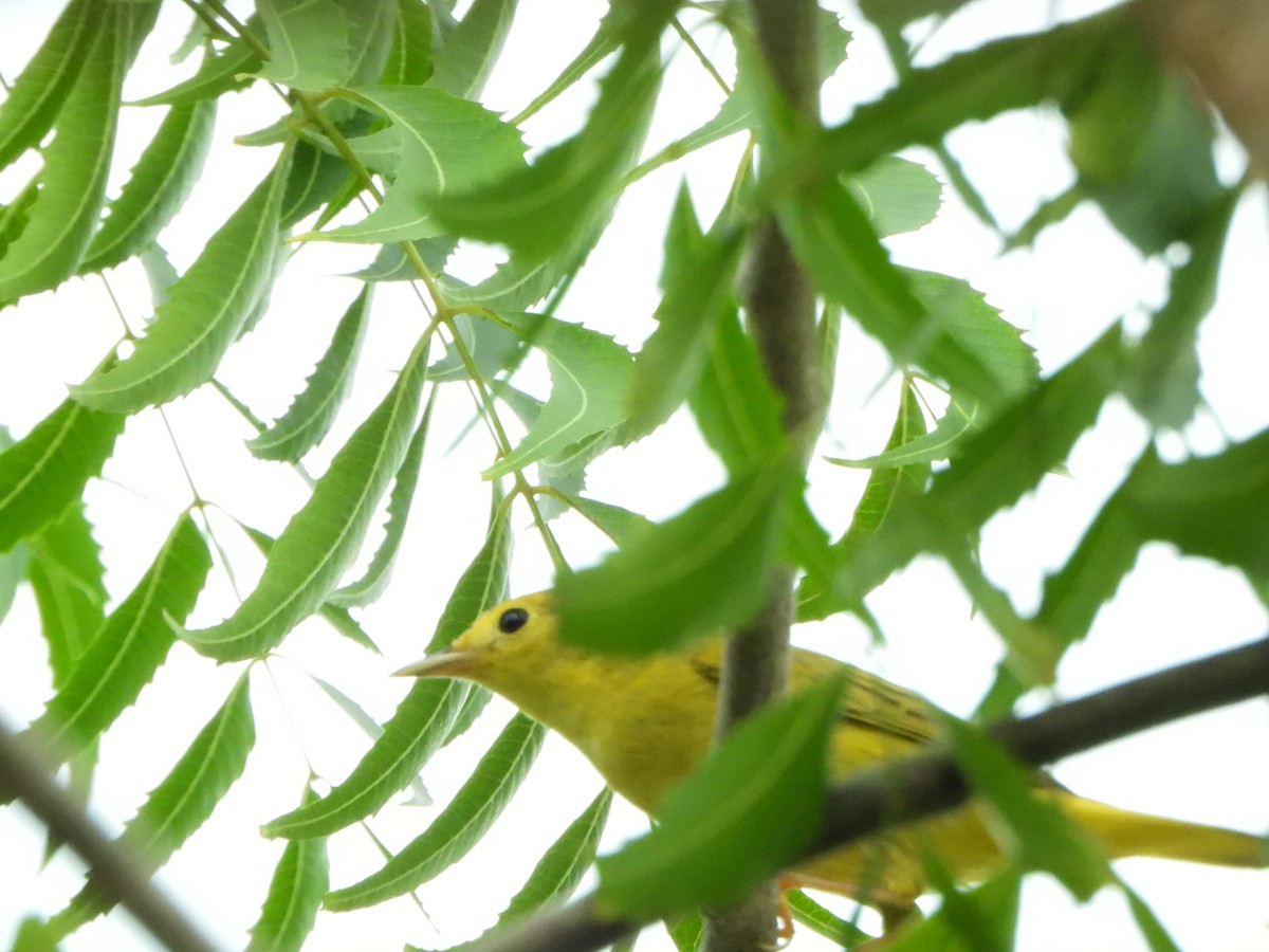 Yellow Warbler - ML643862313