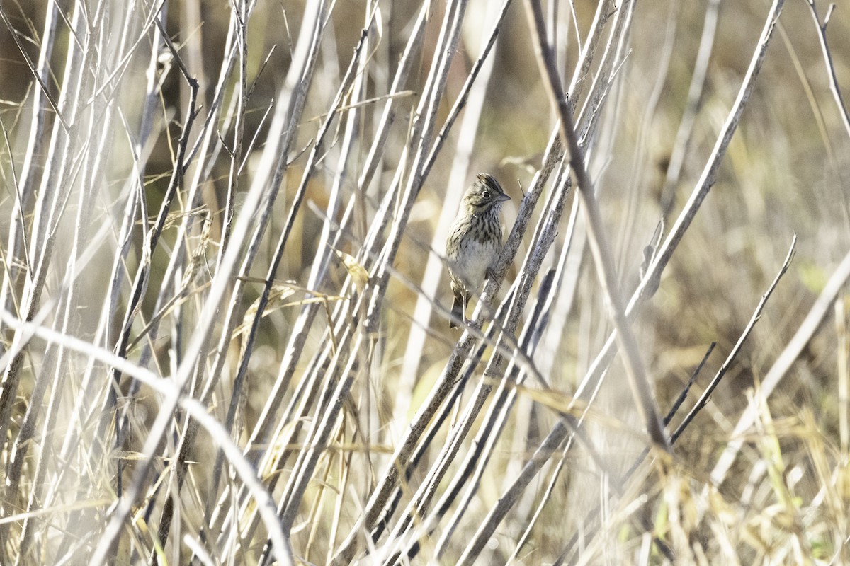 Lincoln's Sparrow - ML643862338