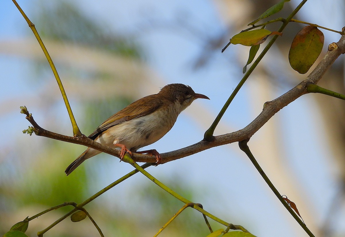 Brown-backed Honeyeater - ML643862345