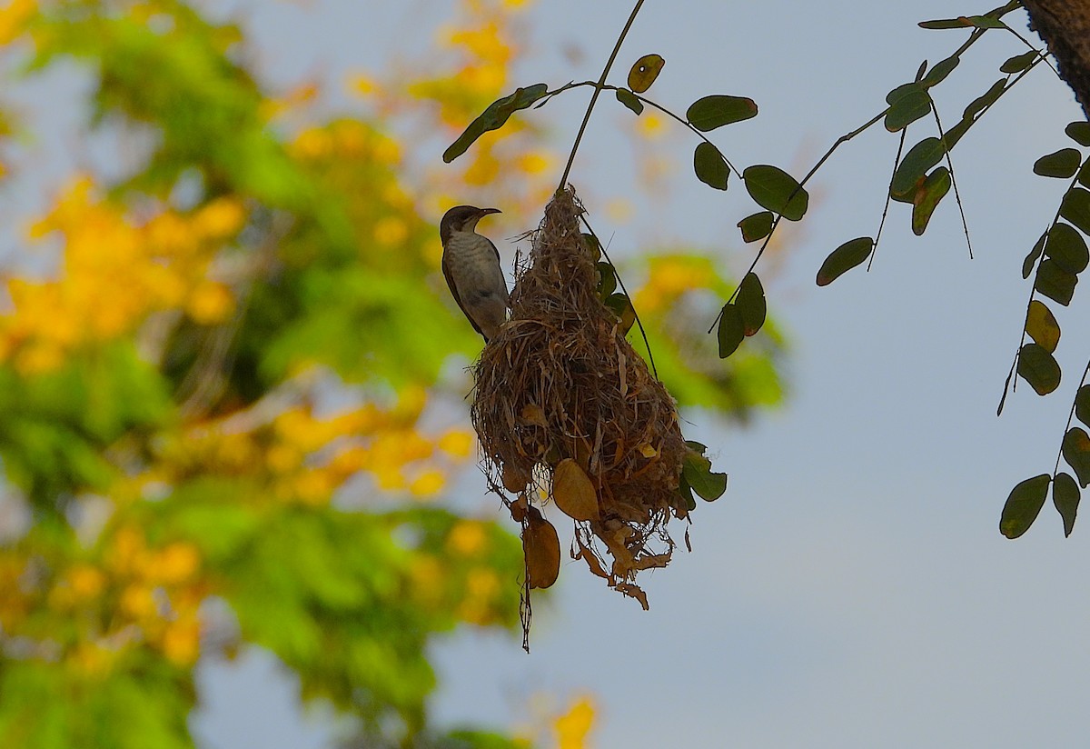 Brown-backed Honeyeater - ML643862349