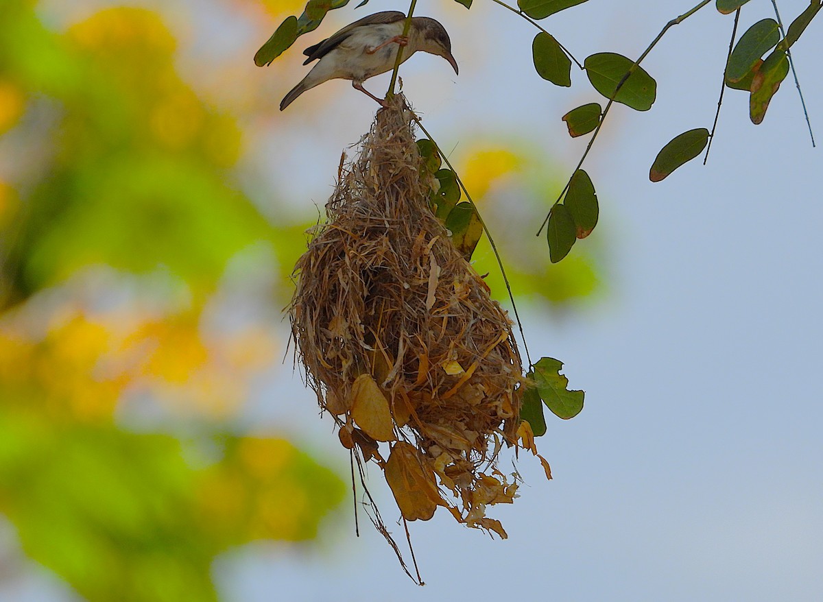 Brown-backed Honeyeater - ML643862354