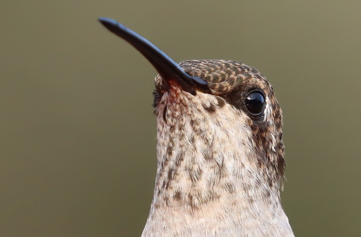 Black-chinned Hummingbird - ML643862363