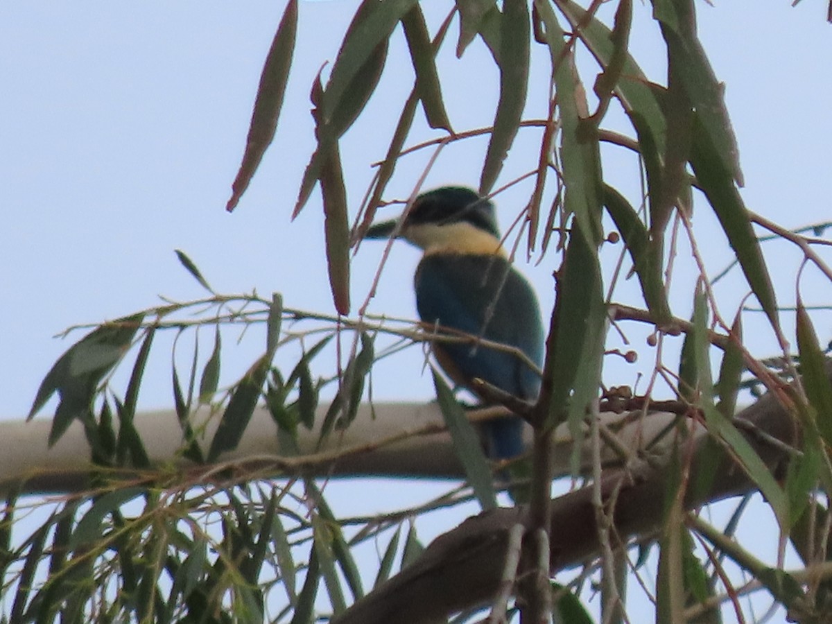Sacred Kingfisher - ML643862364